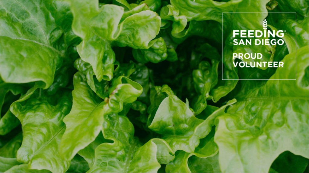 Volunteer lettuce Zoom background