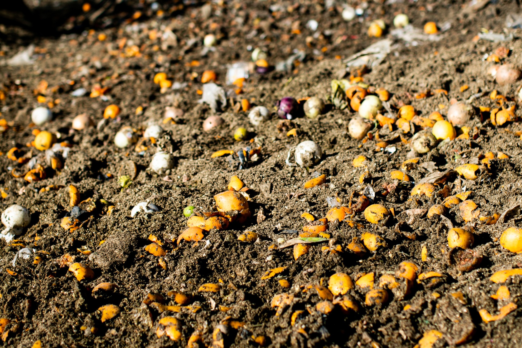 Feeding San Diego Waste Disposal at Pig Farm Feeding San Diego