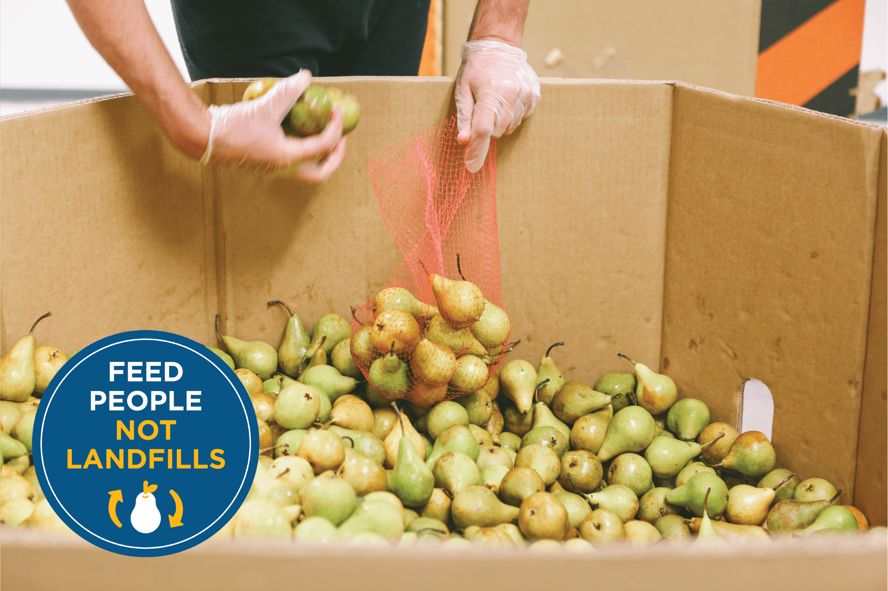 Volunteer gleans pears at Feeding San Diego distribution center with logo for Feeding San Diego campaign Feed People Not Landfills
