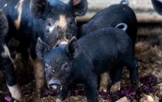 Feeding San Diego Waste Disposal at Pig Farm