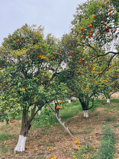 Orange trees at Sleeper farm