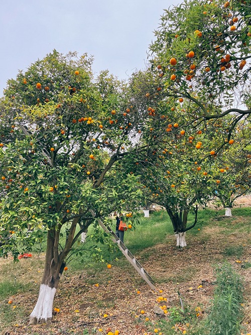 Orange trees at Sleeper farm