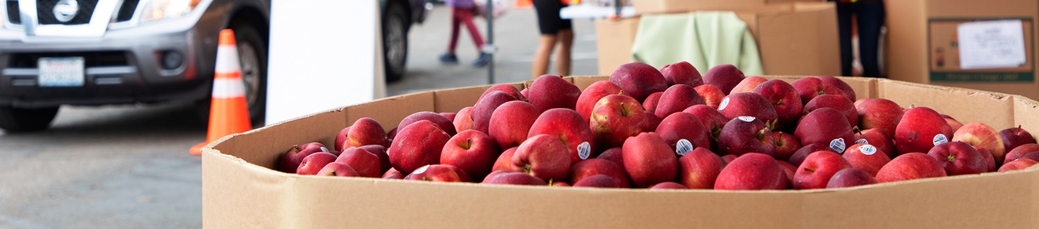 Barrel of fresh apples