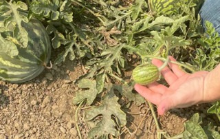 A person kneeling in a field holding a mini watermelon on the vine