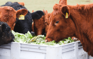 Cows eating out a tote full of greens
