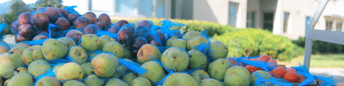 Fruit at a food distribution for local students.