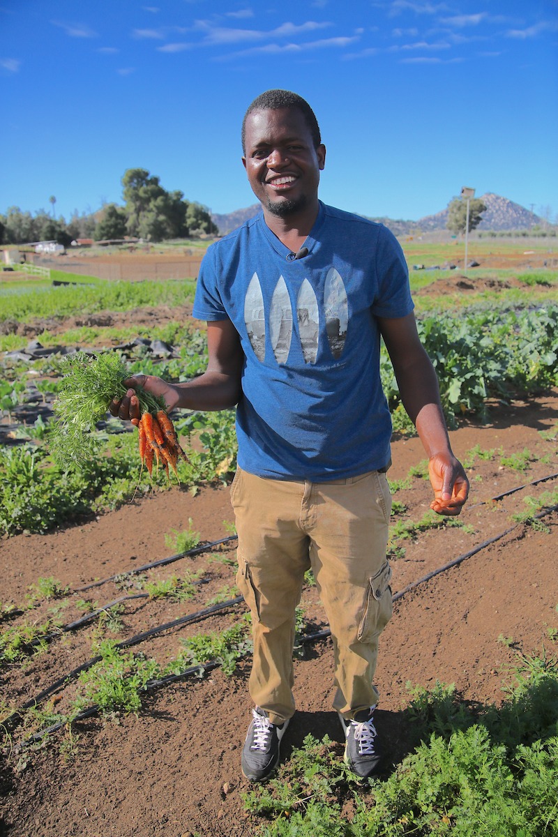 Smiling farmer holding freshly pulled carrots