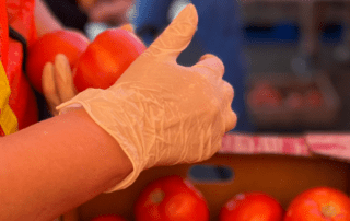 Close up of hands sorting tomatoes