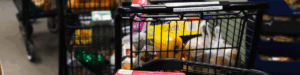 Shopping carts filled with food