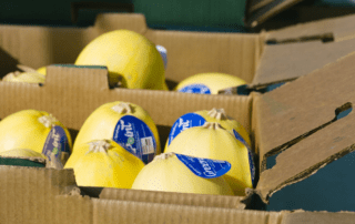Boxes of melons